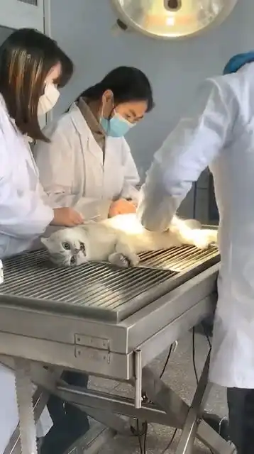 给猫做绝育,它的表情亮了
