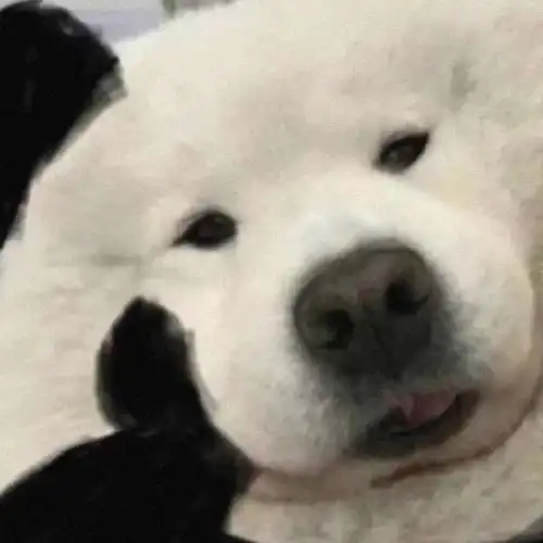 乌克兰拒绝俄,无条件与俄谈判
