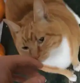 主人摸了下橘猫,它很享受,结果一不小心翻下楼梯后
