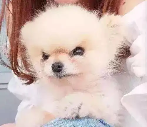天生一张生气脸的小博美瞅啥瞅,想干架还是怎滴
