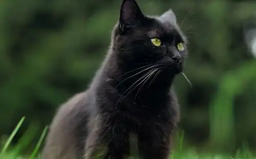 黑猫人类故意弄死我,他们说看见我会倒霉独眼死神领养漫画网易订阅
