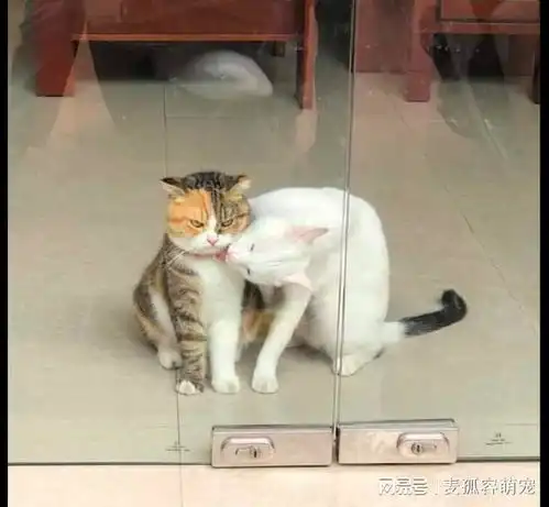 白猫一直在舔花猫,但对方却始终是高冷表情没反应,猫界中的舔狗
