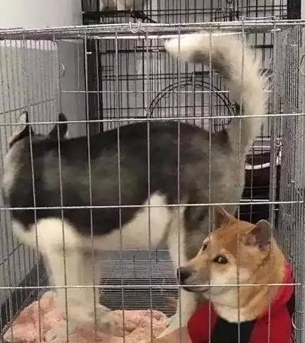柴狗主人,快点放我出去,忍不了哈士奇这二货了,臣妾做不到柴犬
