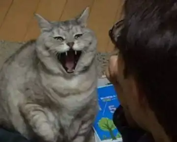 主人拒绝给肥猫吃冰淇淋,猫咪气得仰天长啸铲屎的,你想造反吗
