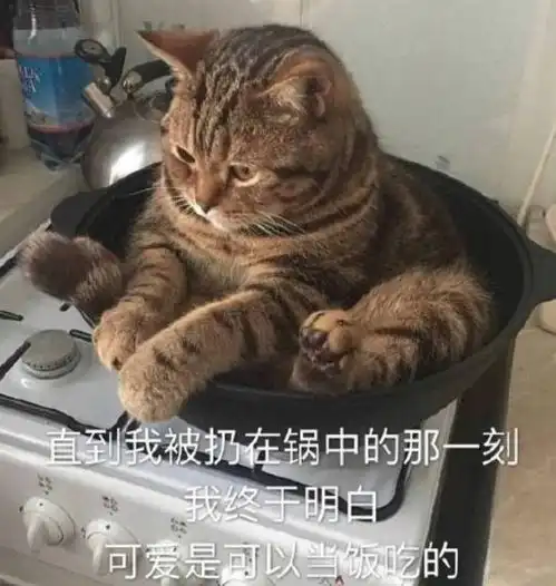 猫咪表情包感觉收藏起来别输在起跑线
