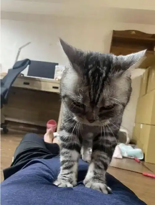 猫咪踩奶表情很诡异,难道它想暗杀我
