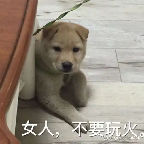 表情把土狗养成高级犬是一种怎样的体验表情
