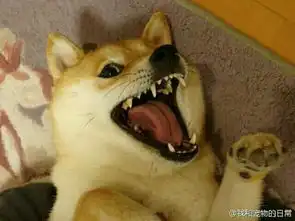 无类目王大可最帅最可爱蘑菇街优店
