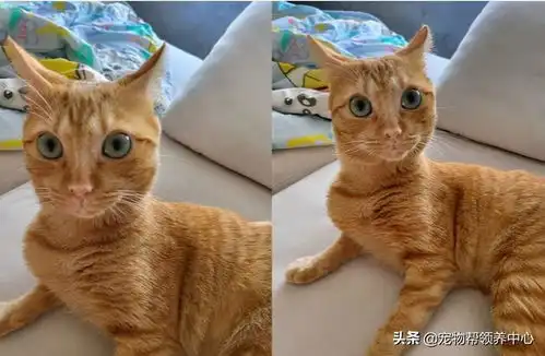 橘猫被主人骂了后,表情超戏精,主人委屈明明你先凶我的...

