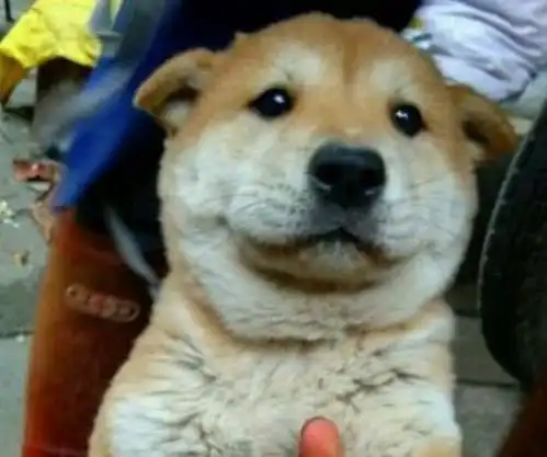 谁说土狗不如洋狗那是他们没有见过这5种中华神犬
