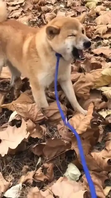 柴犬连续打了十多个喷嚏,这表情加上这配音,真是绝了
