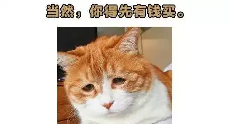 辟谣喵星人真的不怕孤独吗996后,空巢宠物也得算上它