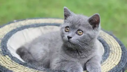 没看到喜欢的猫准备离开,突然听到一声猫叫,完了,是心动的感觉
