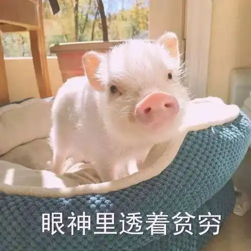 春节斗图大赛,猪猪表情包了解一下
