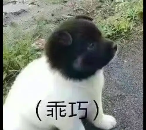 小狗的头和身子是两种不同颜色毛发,狗妈我是生了个什么玩意

