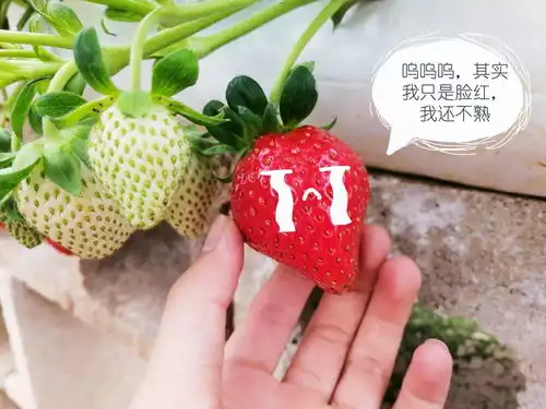 票圈注意石屏草莓纷纷出道,表情包专享值得拥有

