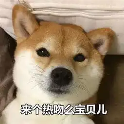 傻fufu的柴犬表情包超级可爱哦
