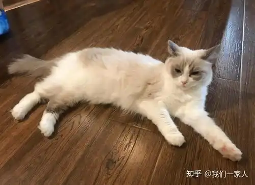 这些不怕热的猫咪,就要夏天养,太省心了
