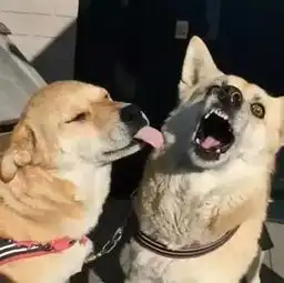 几张图带你领教柴犬有多二,哈士奇表示甘拜下风
