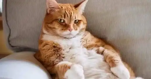 不养大橘猫的五大原因,看完你还敢养吗
