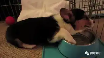 可爱猫咪,面对主人的调戏露出让人忍俊不禁的表情

