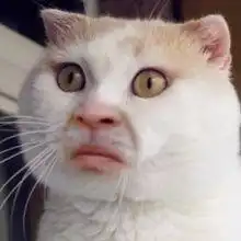 这是一组搞怪的猫咪表情包看我小表情,你读懂了吗
