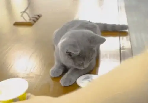 主人把酸奶给狗狗,然后把盖子给蓝猫,蓝猫用一个眼神让主人胆怯
