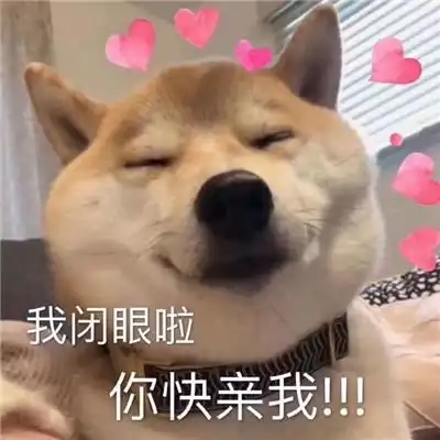 小柴犬可爱表情包是我暗示的还不够明显吗
