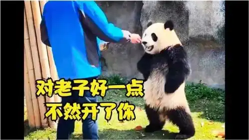 老一辈的熊猫都是苦过来的,如今的熊猫却骗吃骗喝

