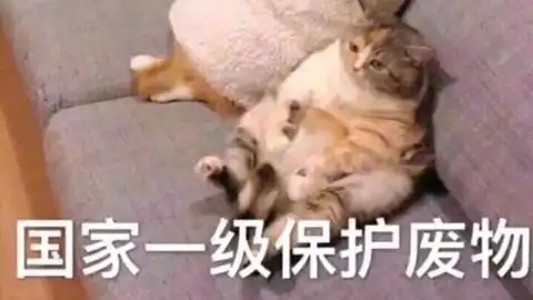 在最man的bgm里,欺软怕硬
