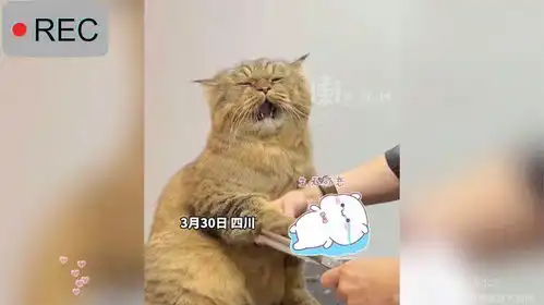猫咪剪毛秒变表情包,闭着眼张大嘴巴,仿佛再喊就喵啊
