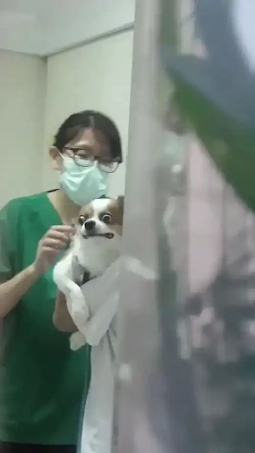宠物狗打疫苗紧张到一动不动,一脸惊恐吓出表情包,女主人笑翻了
