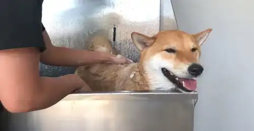 给柴犬洗澡,狗狗嘴上不答应,表情却是很诚实
