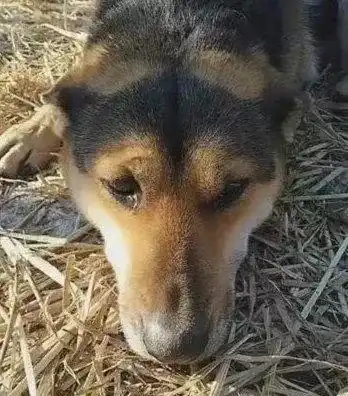 土狗在农村一栓就是8年,主人给它松绑那一刻它哭了
