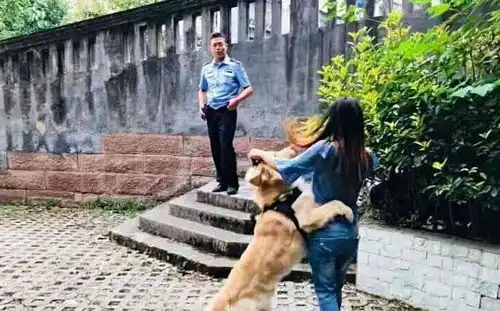 这条金毛厉害了,冒充警犬混入警察局,狗这里鸡腿真好吃