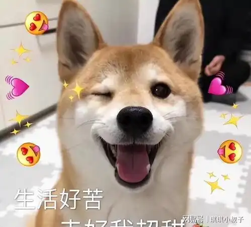 养狗,就得养柴犬网友柴柴,你是我唯一的哥

