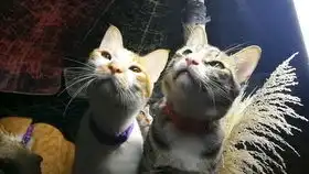 记录第四百九十八天,吨吨和这个表情包太像了
