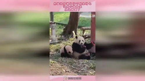 熊猫妈妈被宝宝吓成表情包,这孩子搞偷袭,真是萌翻了
