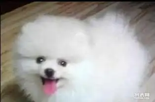 博美聪明的表情轻快的举止和好奇的天性体型小巧可爱
