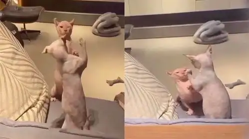 猫咪想赶走躺在沙发上小伙伴,结果被按头暴打,最后的表情太可爱
