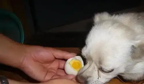 养狗小知识能给狗亮毛的7种食物,在家里很常见
