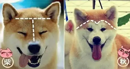 柴犬和秋田犬,还有人搞混这两种狗狗一文告诉你两者的区别
