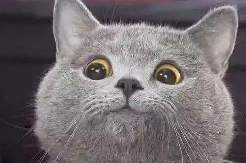 世上最受欢迎的猫咪,一日无它怎么活
