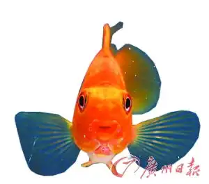 十岁金鱼切脑瘤医生称预计其还能活十几二十年大千世界
