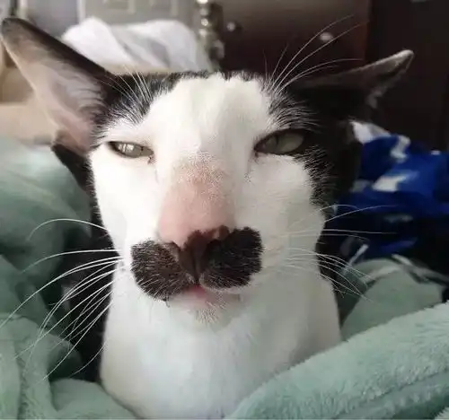 他说他家的猫丑的简直魔性...我本来做好了心里准备,看到照片的一瞬间还是憋不住了...
