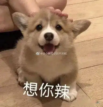 养了柯基才知道,这货简直是行走的表情包,小眼神超有戏的啊
