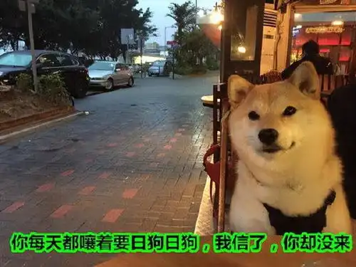 土狗文案短句干净治愈关于狗狗的有深意文案
