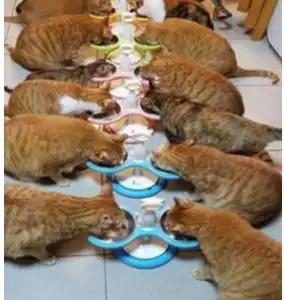 十只橘猫九只胖,还有一只特别胖
