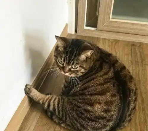 中国的土猫,在国外却广受追捧且价格昂贵,而且还比橘猫更胖

