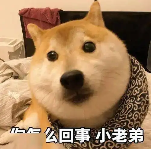 高发季来了宠物主人要小心有人中招
